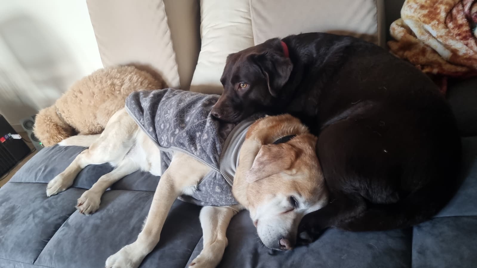 Hotel para perros Hotel para perros